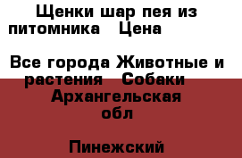 Щенки шар-пея из питомника › Цена ­ 15 000 - Все города Животные и растения » Собаки   . Архангельская обл.,Пинежский 